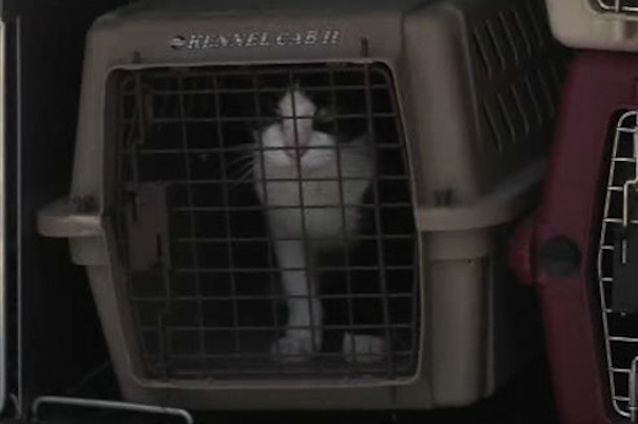 One of the 40 to 60 cats officials found in the home.